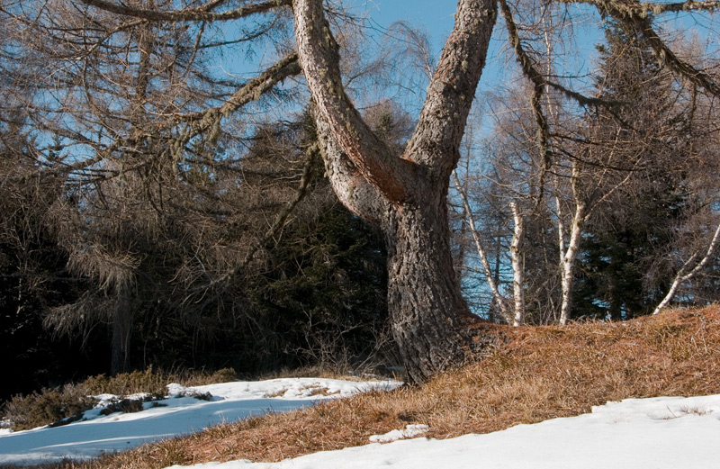 Cercando la neve.